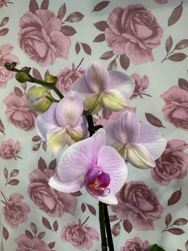 Beautiful Phalaenopsis Orchid plant gift wrapped into a pink decor pot