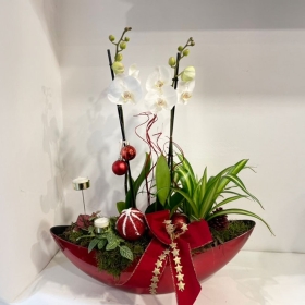 Christmas Plant & Gift Collection