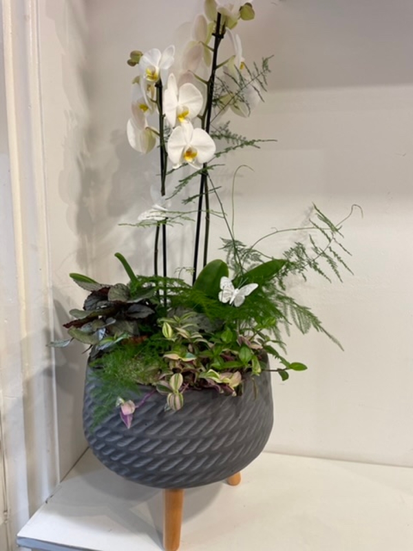 Luxury orchid planted bowl stand buy online or call 028 9085 4450