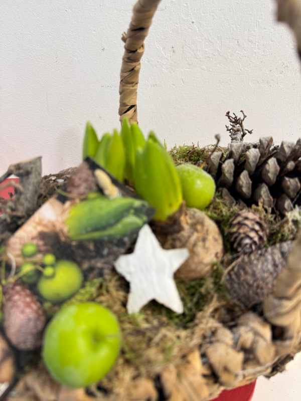 Basket hyacinth planted basket