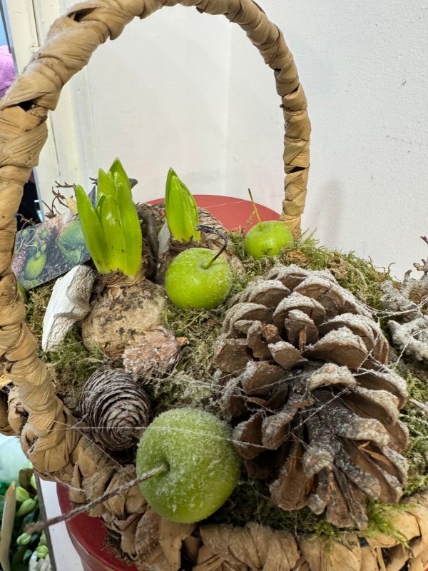 Basket hyacinth planted basket