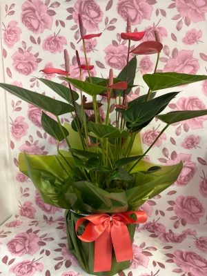 Beautiful  red Anthurium house plant with Butlers chocolates 160gr