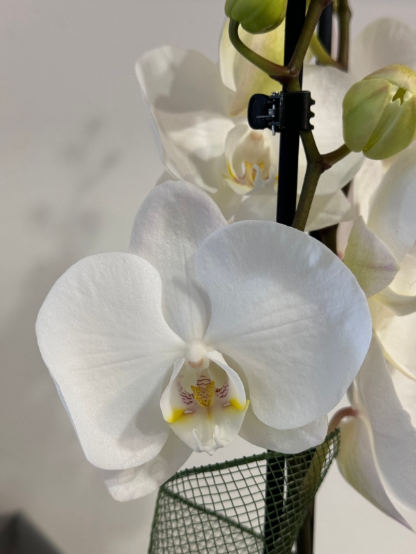 Beautiful hand dressed white orchid plant