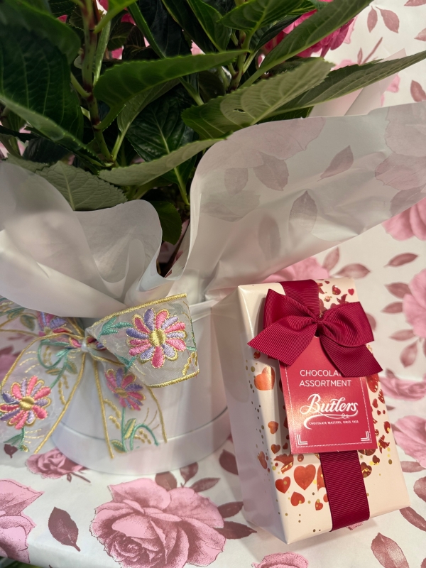 Beautiful Hydrangea plant gift wrapped into a keepsake hat box with Butlers chocolates £160 gr