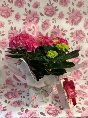 Beautiful Hydrangea plant gift wrapped into a keepsake hat box with Butlers chocolates £160 gr