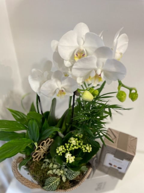 Beautiful mini orchid gift planter