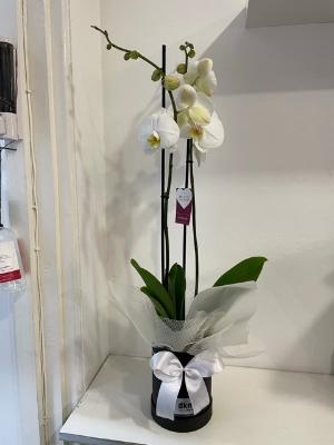 Beautiful Phalaenopsis orchid in keepsake hat box