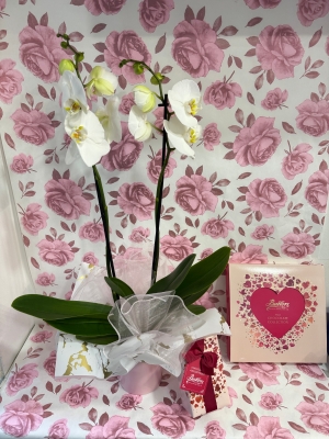 Beautiful Phalaenopsis Orchid plant gift wrapped into a pink decor pot