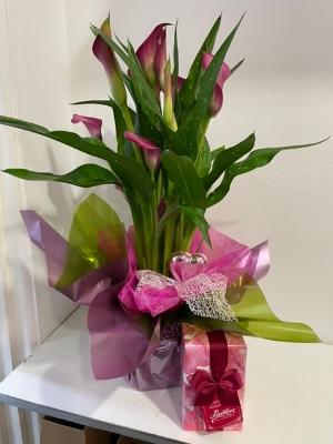 Beautiful  calla lily plant hand gift wrapped and with Butlers chocolates