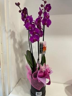 Beautiful pink Phalaenopsis orchid gift plant