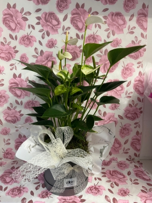 Beautiful white Anthurium house plant gift boxed with Buttlers champagne chocolates