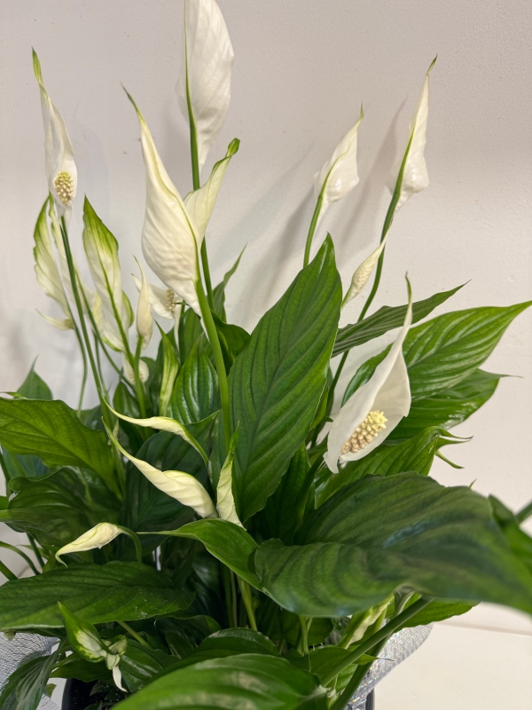 Beautiful white flowering peace lily ( swan plant ) dressed in silver detail