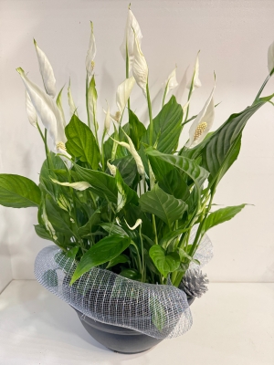 Beautiful white flowering peace lily ( swan plant ) dressed in silver detail