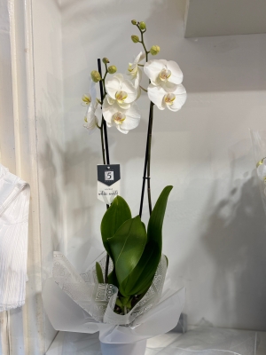 Beautiful white Phalaenopsis Orchid  plant gift wrapped into a simple white container