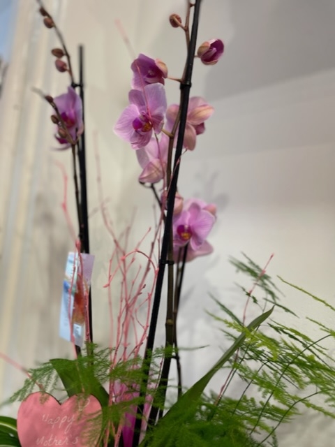 Boat shape orchid gift planter