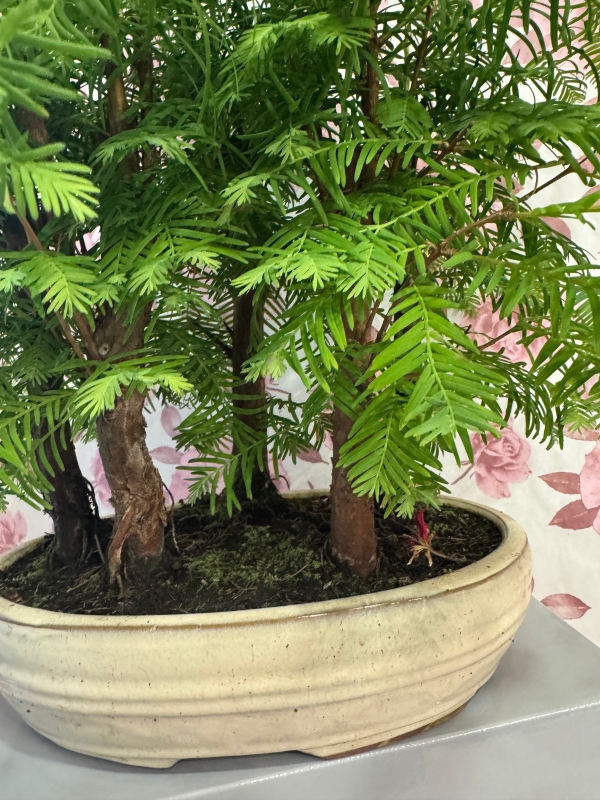 Bonzi trees