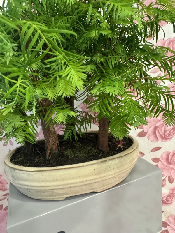 Bonzi trees