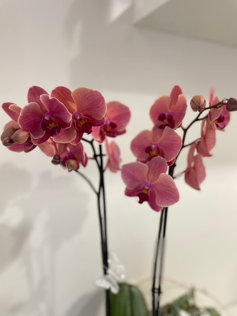 Bronze wooden oval orchid planter