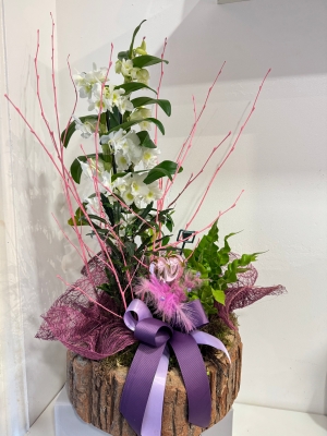 Dendrobium orchid gift planter