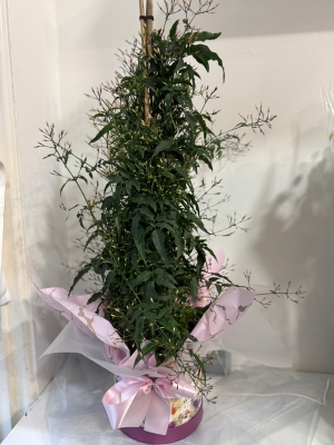 Fabulous Jasmin plants gift wrapped into a keepsake hat box