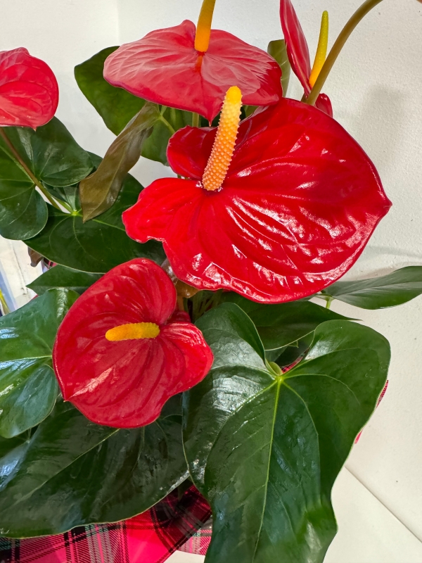 Fabulous red Anthurium plant in Christmas gift box