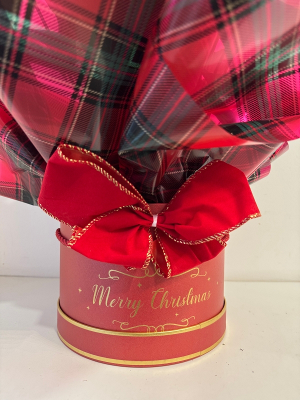 Fabulous red Anthurium plant in Christmas gift box