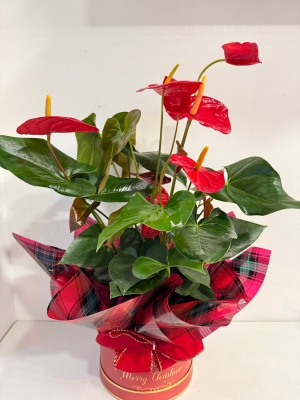Fabulous red Anthurium plant in Christmas gift box