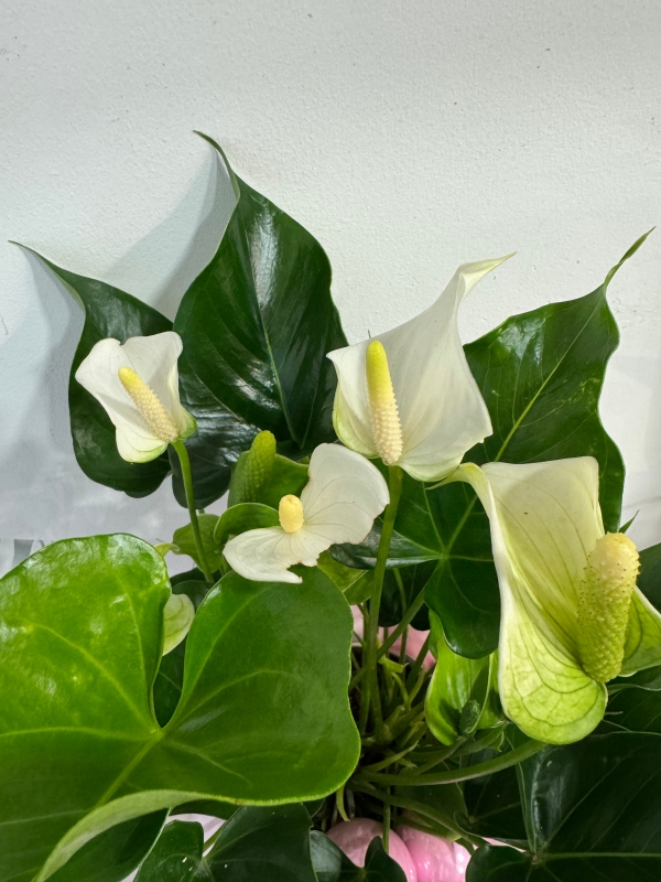 Fabulous white Anthurium plant in gift box