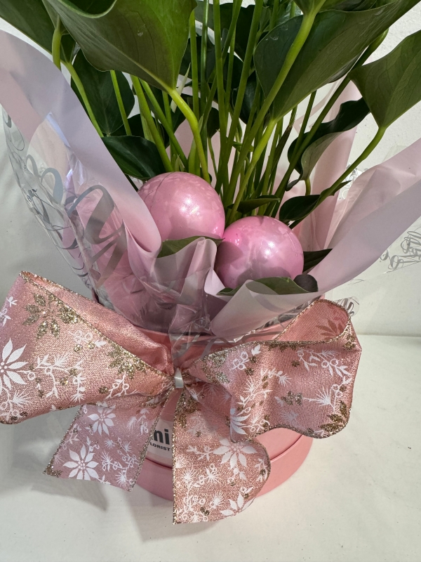 Fabulous white Anthurium plant in gift box