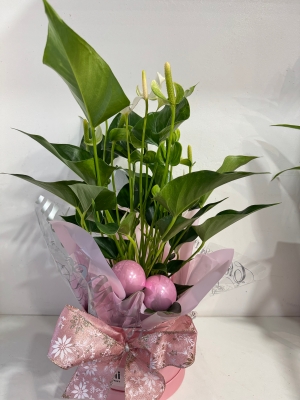 Fabulous white Anthurium plant in gift box
