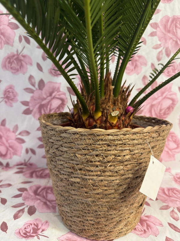 Indoor palm plant in wicker pot