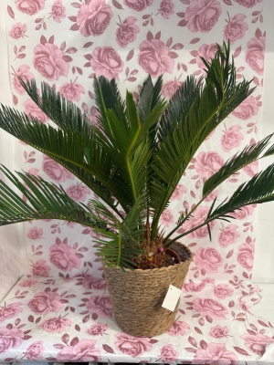 Indoor palm plant in wicker pot