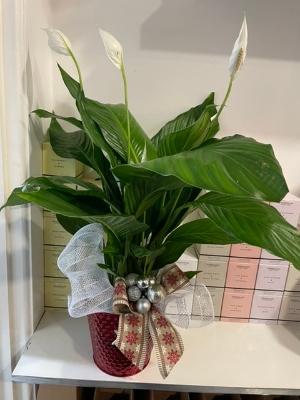 Lovley peace lily plant , hand gift wrapped and I. A metal container