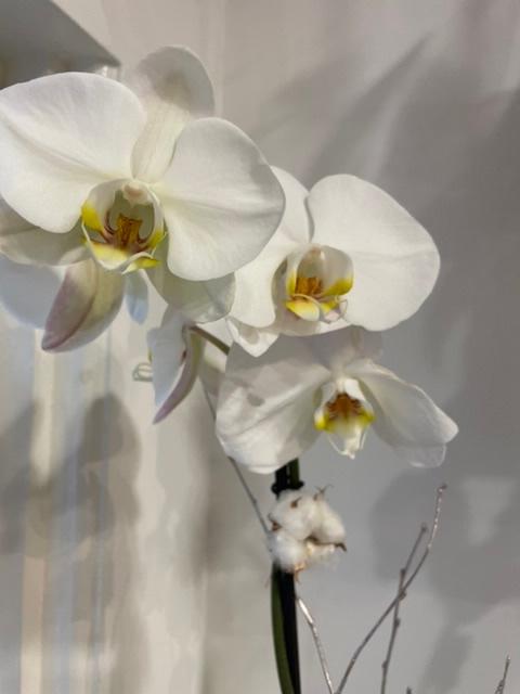 Luxury orchid planted rose gold pot