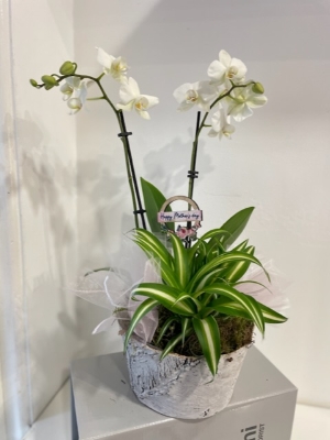 Mini Phalaenopsis orchid gift bowl