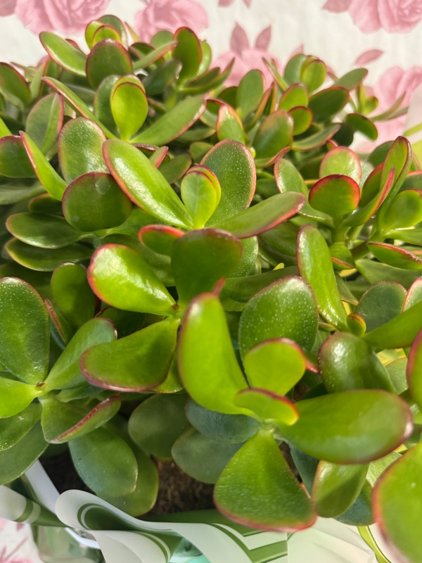 MONEY TREE   Large houseplant