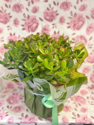 MONEY TREE   Large houseplant