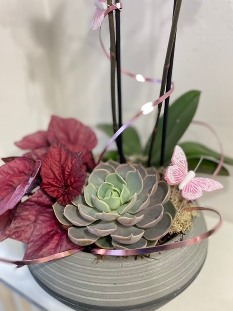 Planted orchid bowl