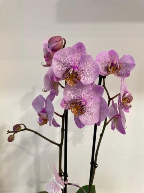 Planted orchid bowl