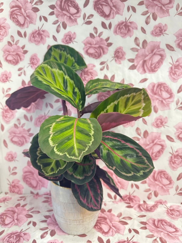 Prayer plants in beautiful ceramic pot