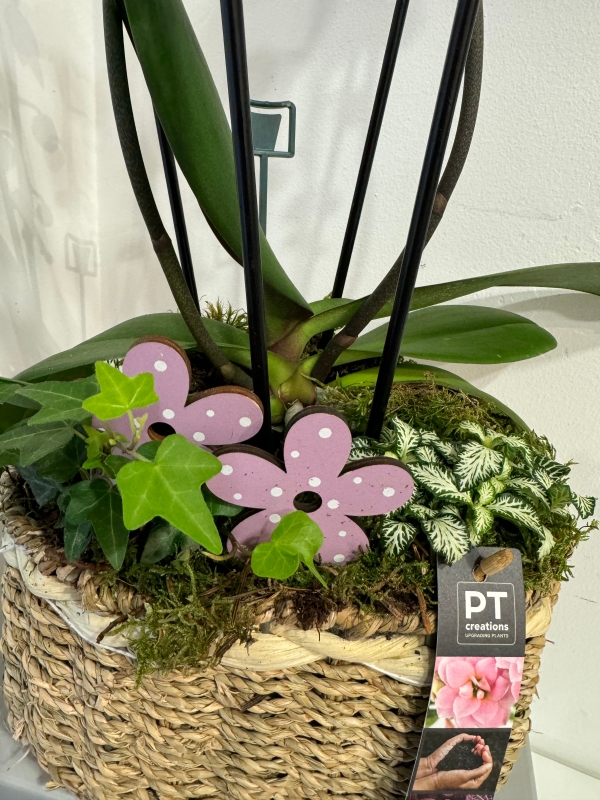 Purple orchid  gift planter