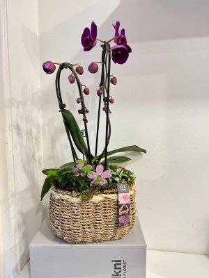 Purple orchid  gift planter