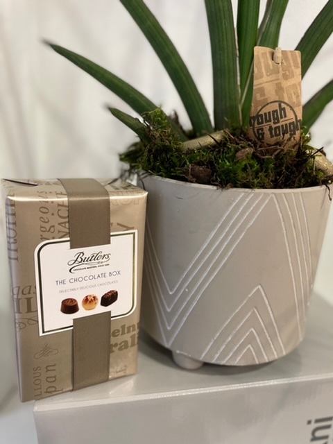 Something different Sanseveria plant and butlers chocolates 160g
