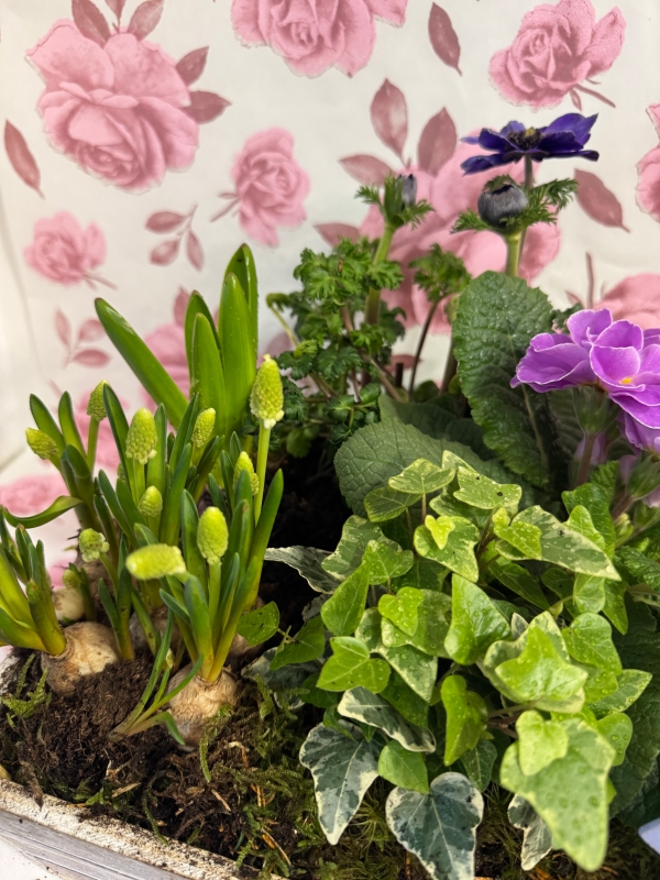 Spring plants square garden box with Butlers chocolates 160gr