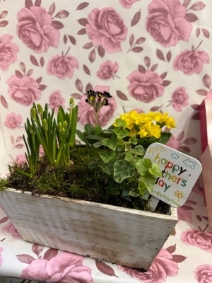 Spring plants square garden box with Butlers chocolates 160gr