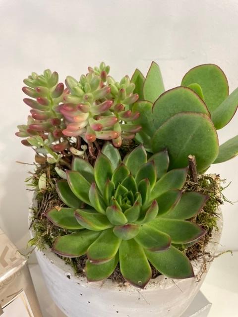 Succulent planted bowl stand with Butlers chocolates 160g