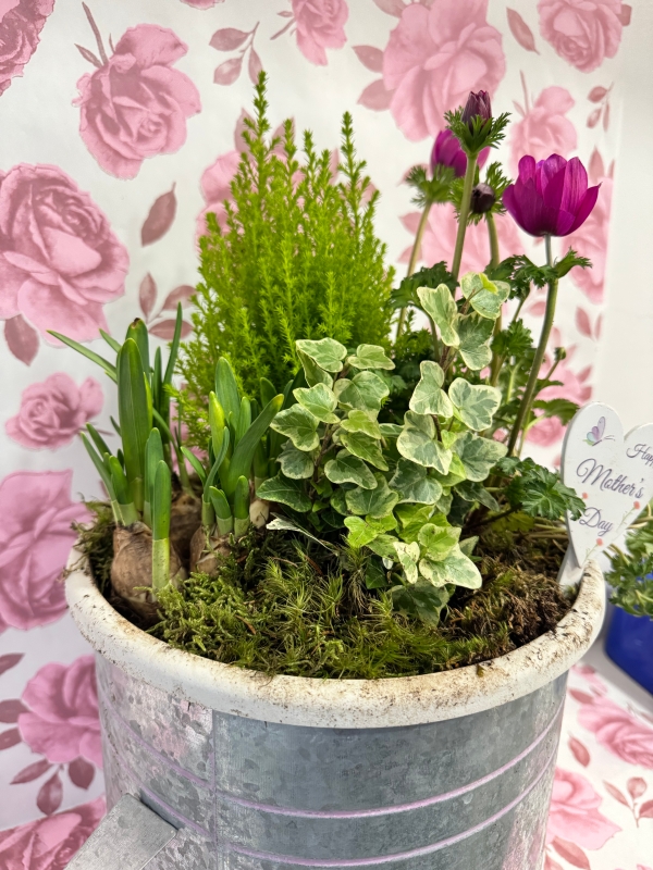 Watering can planter ( proper full size watering can )