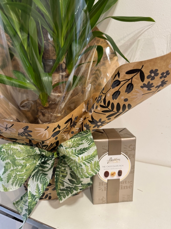 Yucca plant , great house gift gift wrapped and 160g Butlers chocolates