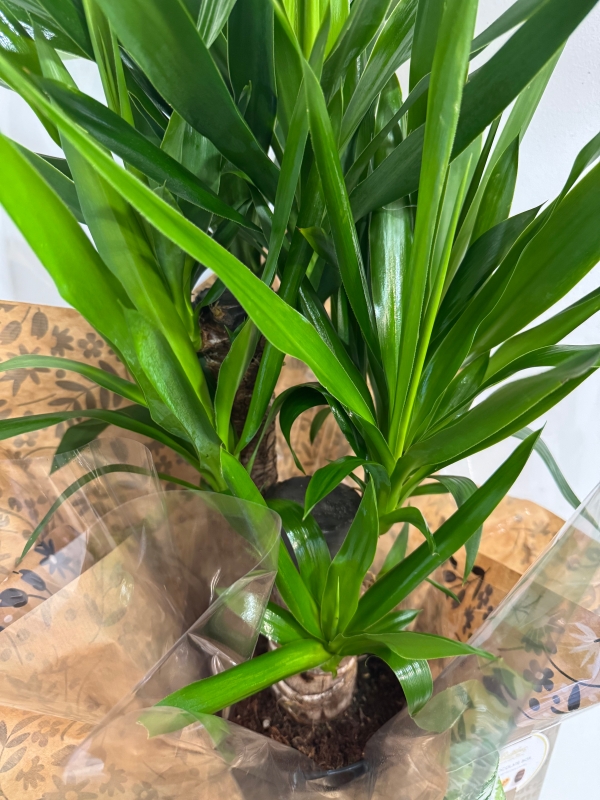 Yucca plant , great house gift gift wrapped and 160g Butlers chocolates