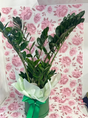 ZAMIOCULCAS House plant gift boxed